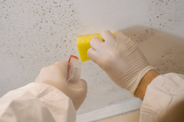 Best Comprehensive Air Testing for Mold Contaminants  in Corning, CA