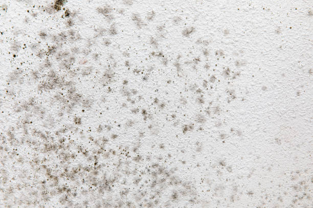 Best Mold Odor Removal Services  in Corning, CA