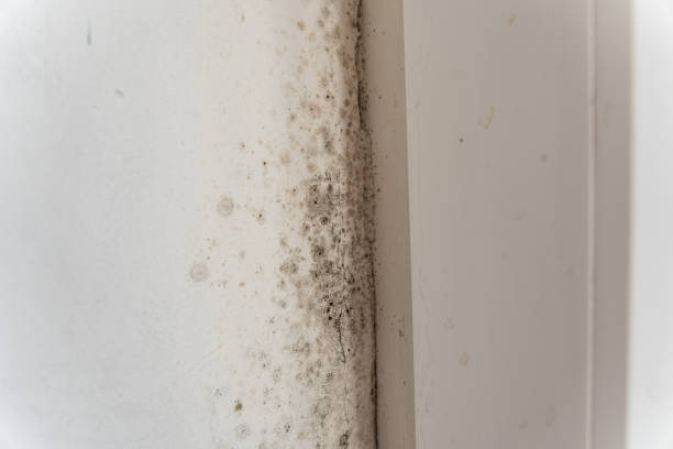 Best Comprehensive Air Testing for Mold Contaminants  in Corning, CA