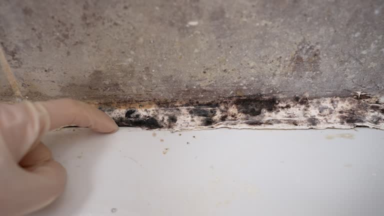 Best Mold Documentation for Insurance Claims  in Corning, CA