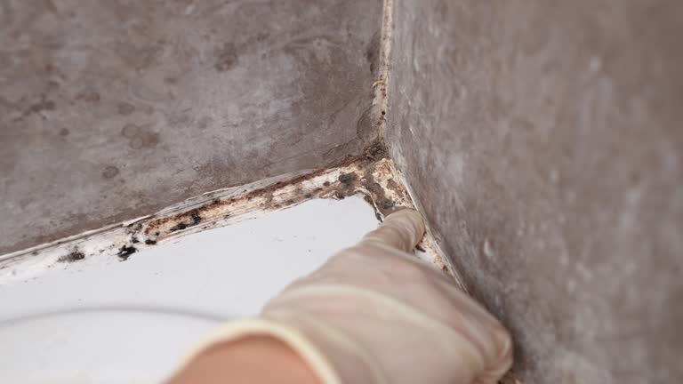 Mold Odor Removal Services in Corning, CA